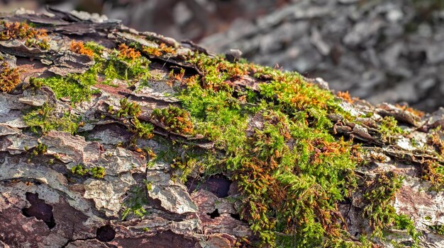 Moss on tree bark