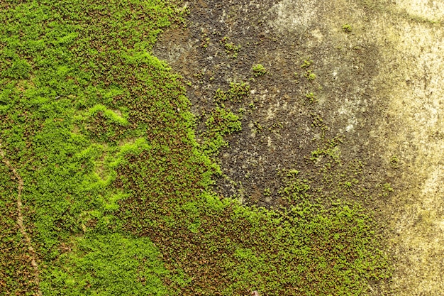 Moss up on the wall.