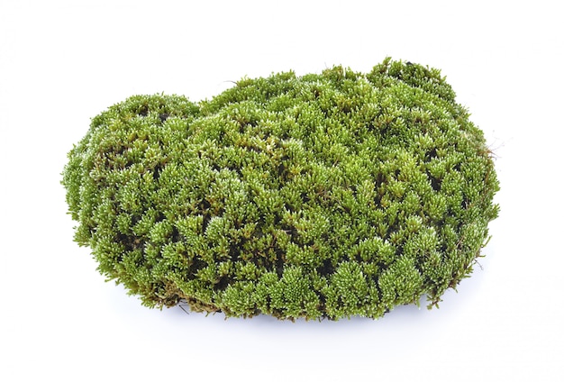 Moss on white background