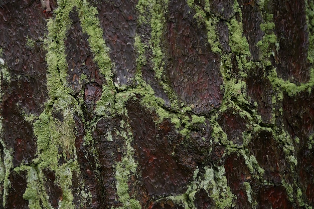 moss on the wood surface