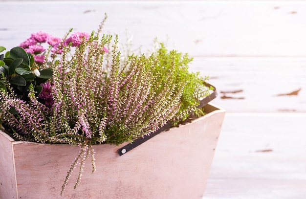 Moss in wooden basket with green plants