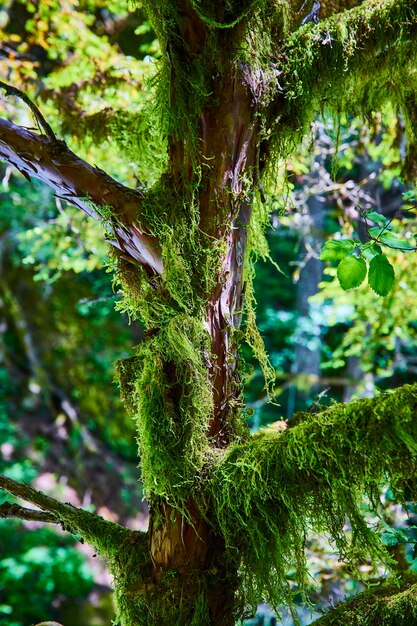 Photo mosscovered tree in lush forest closeup