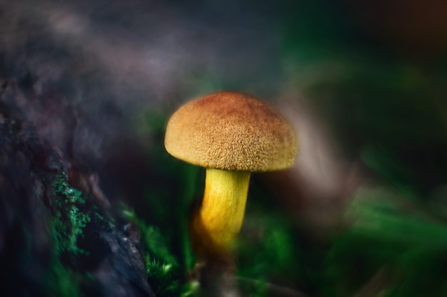 Mossiness mushroom xerocomus in the forest in the moss macro