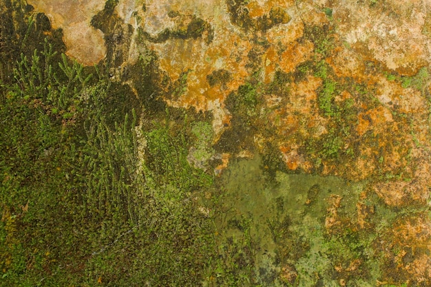 Photo mossy old wall cracked and peeled off color paint texture