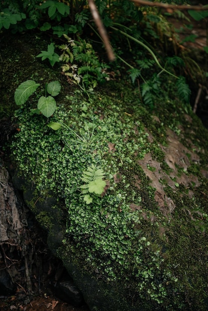 Mossy Rock with Ferns and Plants in Forest