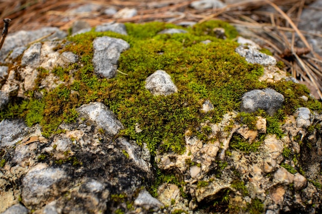 A mossy rock with a small hole in the middle