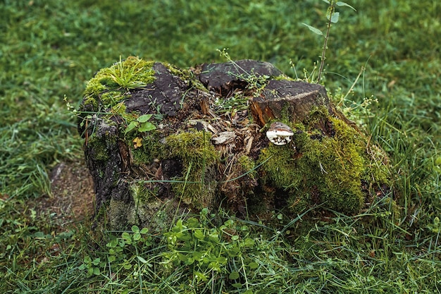 Photo mossy tree stump on green grass, summer surface