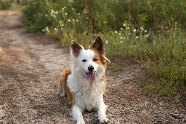 The most beautiful and intelligent dog in the world Border Collie Tan and white In nature