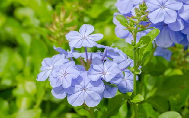 The most beautiful purple flowers. For the background