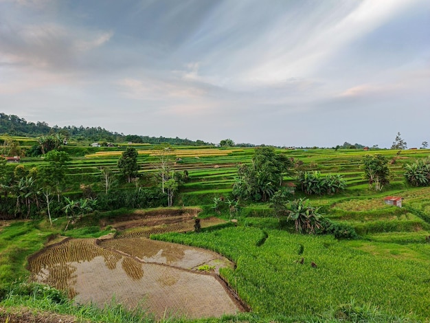 The most beautiful village in the world with beautiful views of green rice fields is immortalized