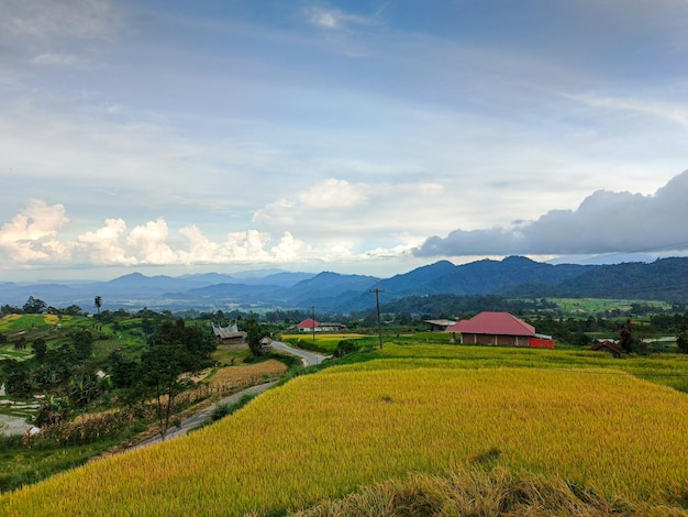 The most beautiful village in the world with beautiful views of yellow rice fields is immortalized