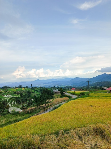 The most beautiful village in the world with beautiful views of yellow rice fields is immortalized