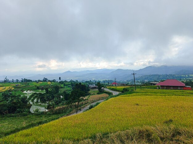 The most beautiful village in the world with beautiful views of yellow rice fields is immortalized