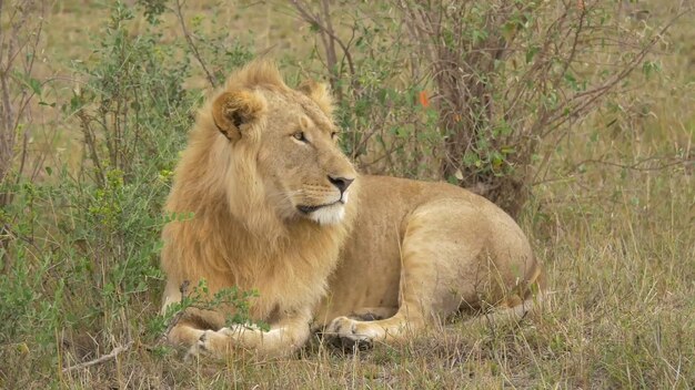 The most dangerous animals residing in the captivating Chobe River National Park