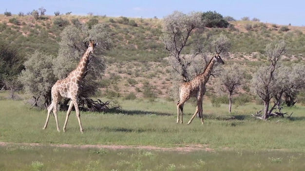 The most dangerous animals residing in the captivating Chobe River National Park