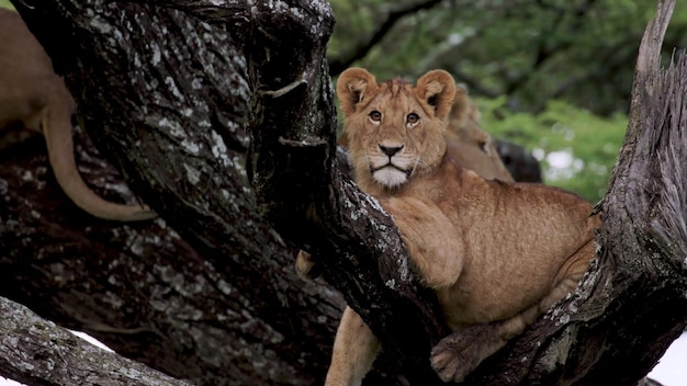 The most dangerous animals residing in the captivating Chobe River National Park