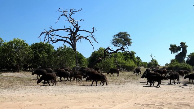 The most dangerous animals residing in the captivating Chobe River National Park