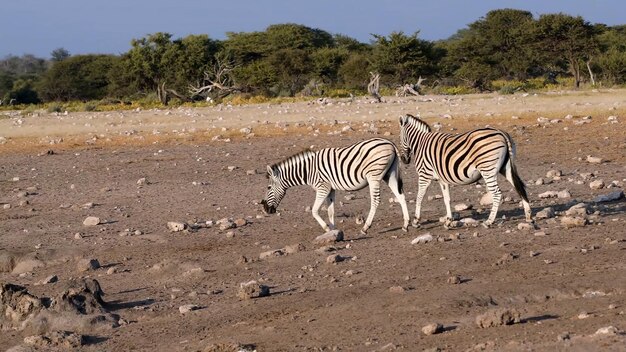 The most dangerous animals residing in the captivating Chobe River National Park