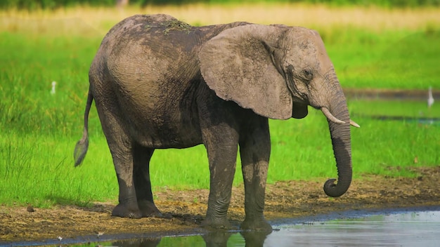 The most dangerous animals residing in the captivating Chobe River National Park