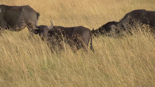 The most dangerous animals residing in the captivating Chobe River National Park