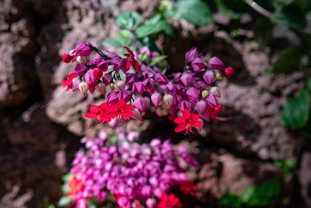 Mostly blurred bleeding heart vine flowers closeup on rock wall background Purple and red blossoms of Clerodendrum thomsoniae or bleeding heart glorybower on a sunny day Tropical flowers wallpaper