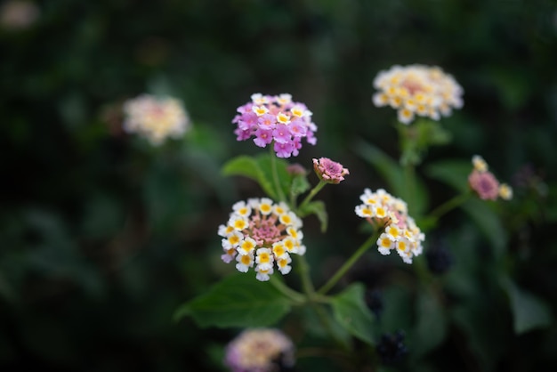 Mostly blurred lantana aculeata white yeallow and pink flowers on dark green leaves background Colorful blossoms of hedgeflower or cherry pie Decorative prickly pink sage bush Tropical flora