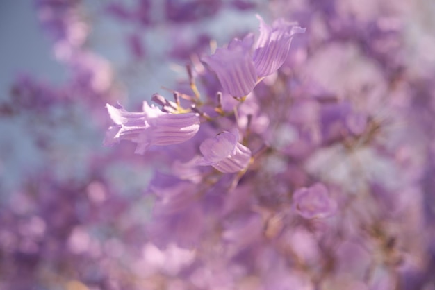 Mostly blurred purple flowers background with blue sky behind Exotic violet or purple flowers of blue Jacaranda Flowering tree no leaves just blossoms on branches Summer nature wallpaper