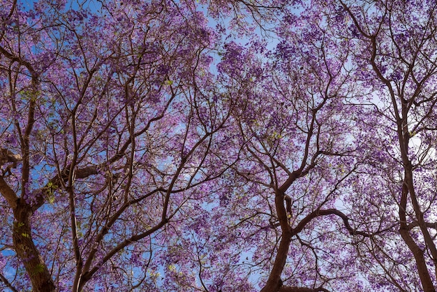 Mostly blurred purple tree on blue sky background Exotic violet or purple flowers of blue Jacaranda or black poui Flowering tree no leaves just blossoms on branches Summer nature wallpaper