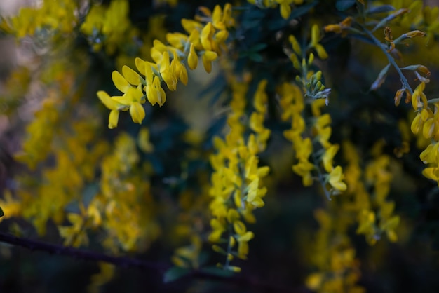 Mostly blurred yellow flowers background with green leaves Sweet broom Easter broom or leafy broom native to Canary islands Summer nature wallpaper Also Madeira broom