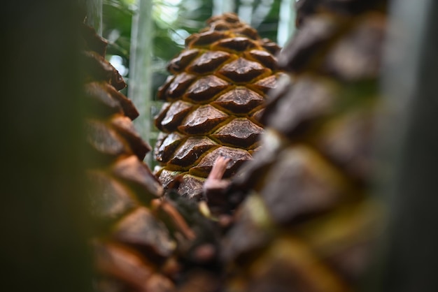 Mostly blurred zululand cycad fruits closeup starchfilled yellow cones Dark photo of a harvesting tropical plant Three pineapplelike fruits of encephalartos ferox