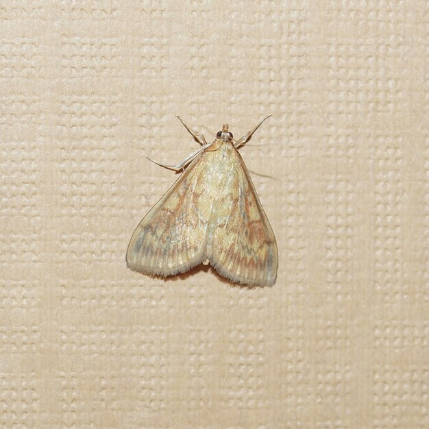 Photo moth butterfly on a wall