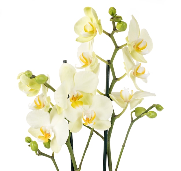 moth orchids in studio