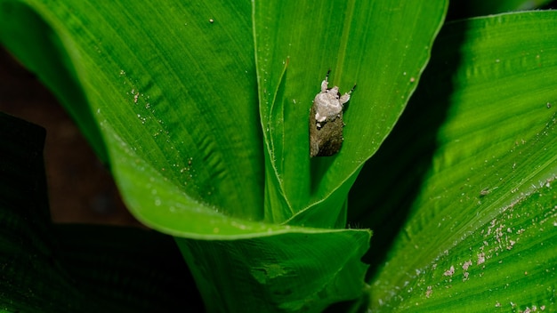 Moth that eats corn leaves