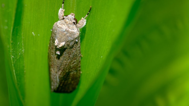 Moth that eats corn leaves