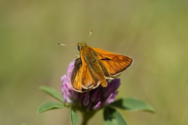 Moth on a thistle flower