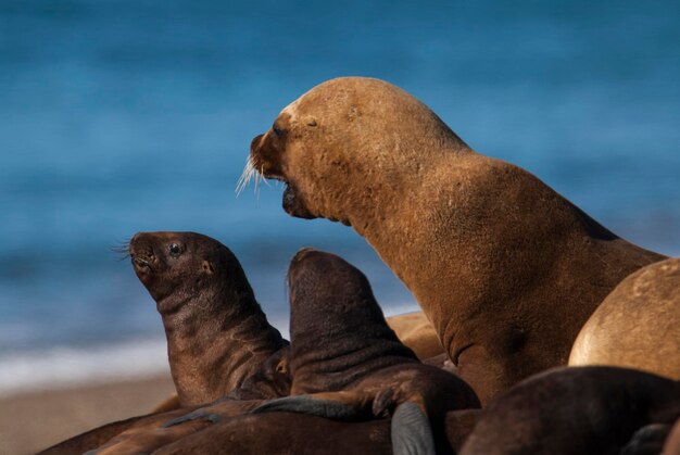 Mother and Baby South American Sea Lion Peninsula Valdes Chubut Province Patagonia Argentina