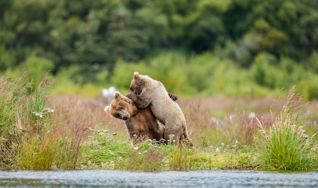 Mother brown bear with a cub are playing on the shore of the lake