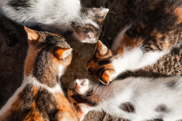 Mother cat and 3 kittens eat food View from above Goods for animals pet shop pet supplies