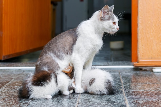 A mother cat feeds small kittens in a room on the floor