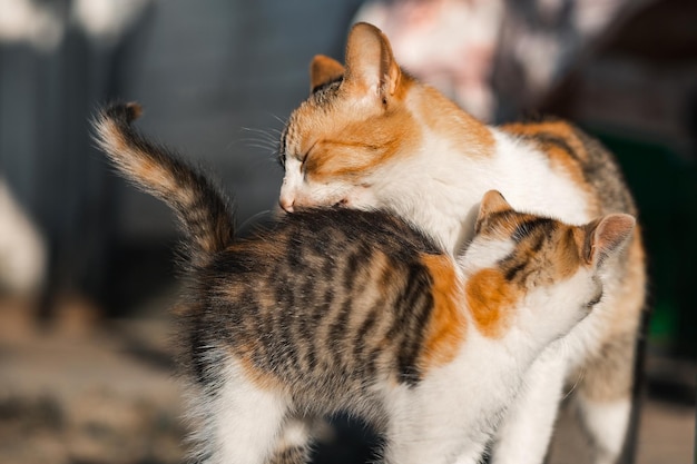 Mother cat is playing with her child Licks kitten with tongue