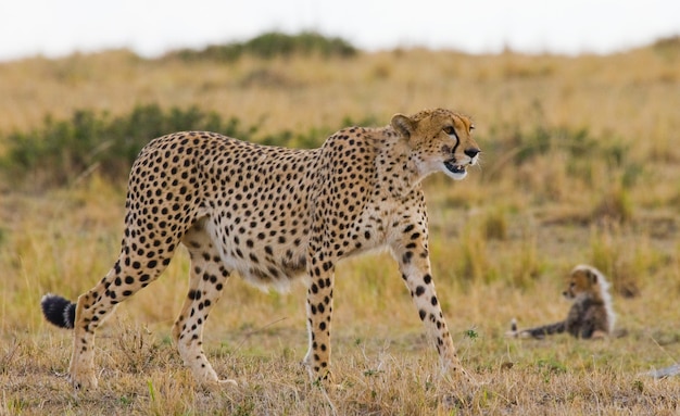 Mother cheetah and her cub in the savannah.