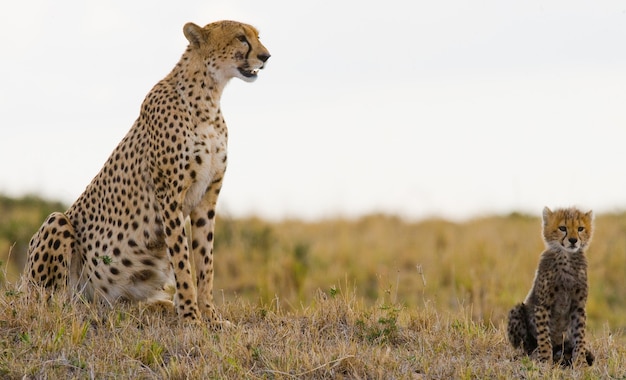 Mother cheetah and her cub in the savannah.