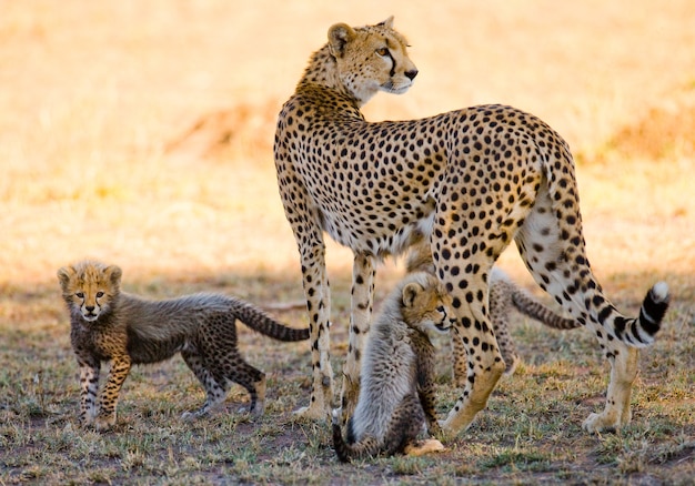 Mother cheetah and her cubs in the savannah.