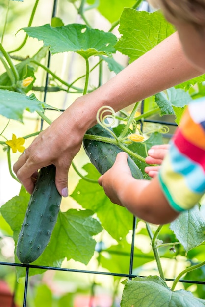 Mother and child picking cucumbers