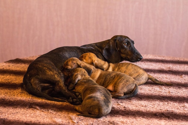 Mother dachshund feeding brindle puppies