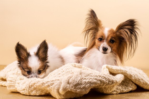 Mother dog with her puppy