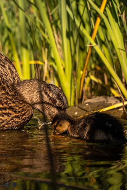 Photo a mother duck and her baby ducklings are in the water.