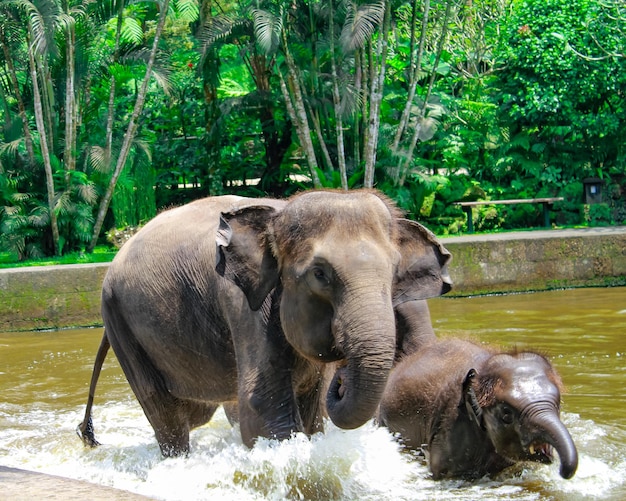 Mother elephant and son elephant in safari park on bali indonezia