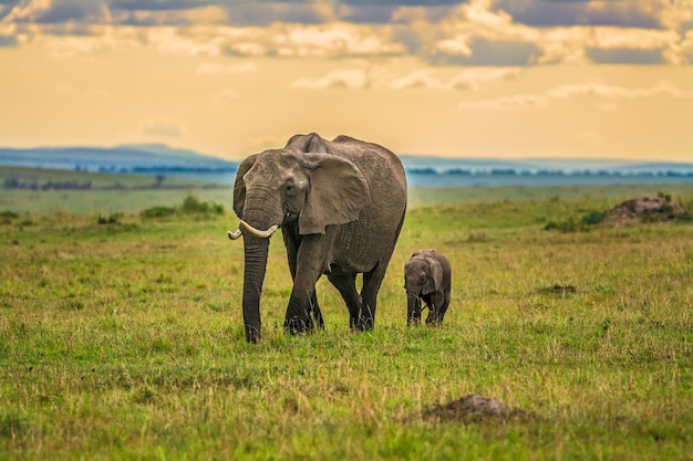 Mother elephant with a baby