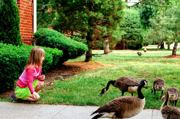 Mother goose leads gosslings across field 